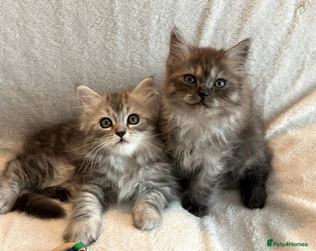Persian cats for sale: 4 super friendly & playful Persian/Ragdoll babies - Image 16