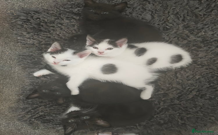 Mixed Breed cats - Advert 1
