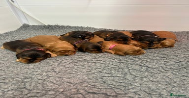 Cockalier dogs Adorable cockalier puppies 💙🩵💜❤️🩷 - Advert 1