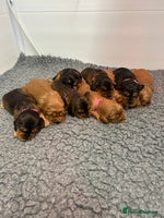 Cockalier dogs Adorable cockalier puppies 💙🩵💜❤️🩷 - Advert 1