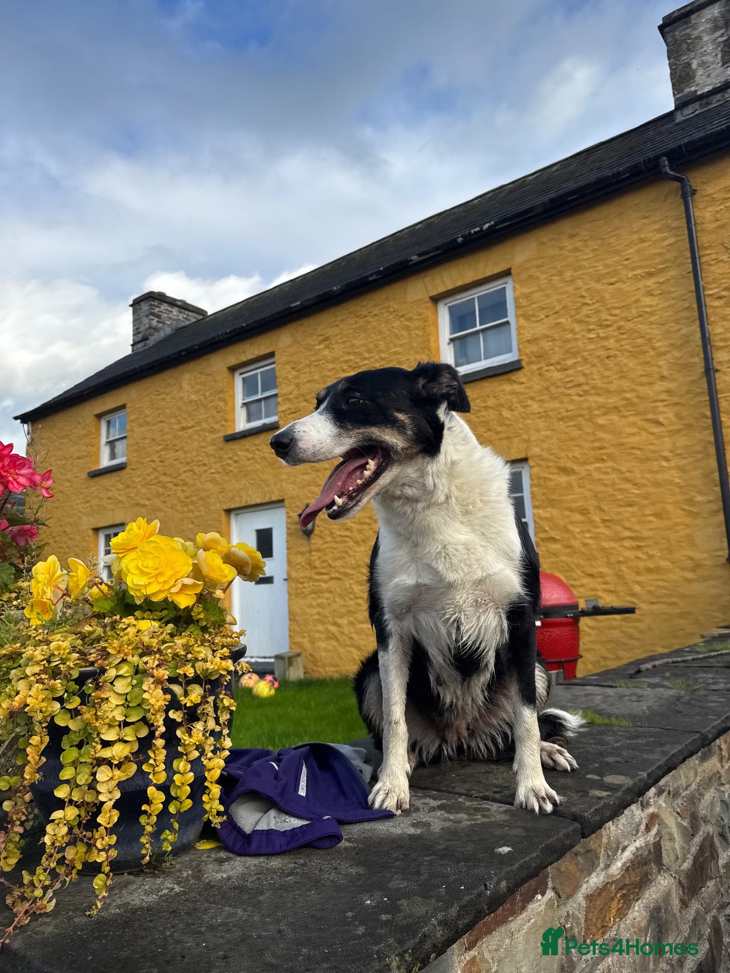 Border Collie dogs Stunning collie both inside & out. Great with kids - Advert 2