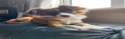 Mixed Breed dogs for sale: Gorgeous puppies  - Advert 4