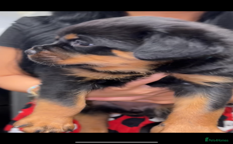 Rottweiler dogs - Advert 4