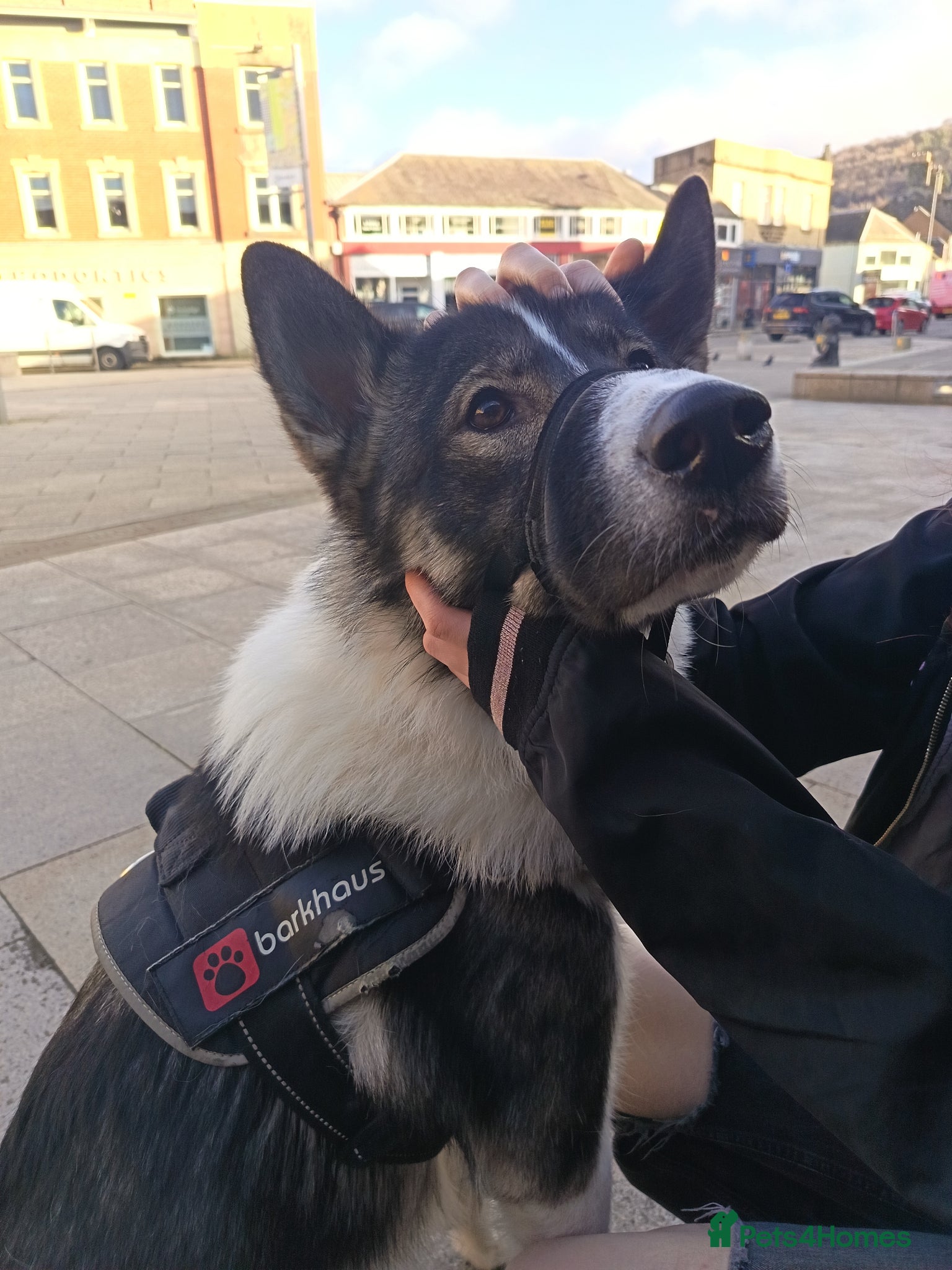 Shepsky dogs Storm  - Advert 1