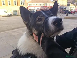 Shepsky dogs Storm - Advert 1