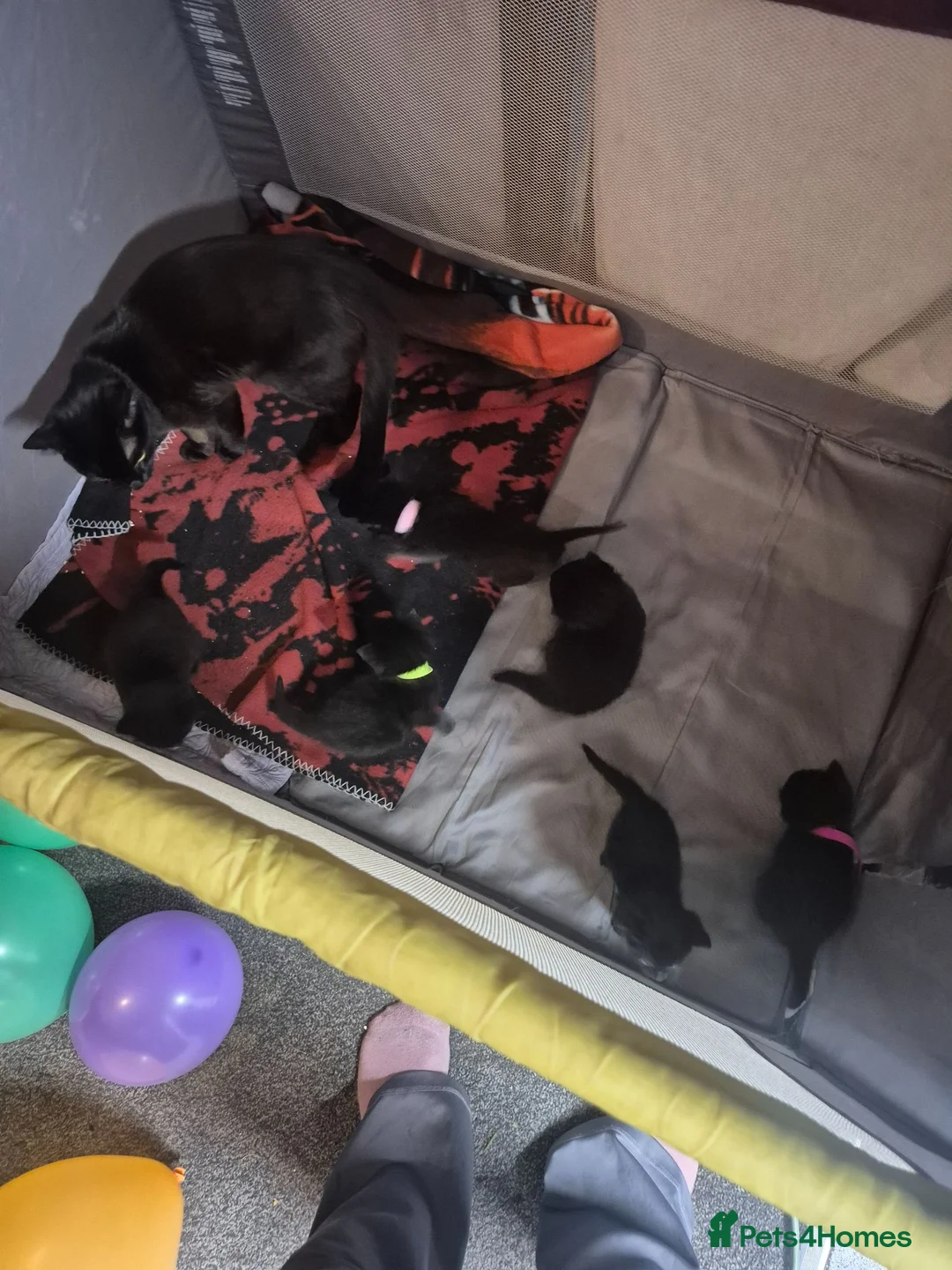 Mixed Breed cats for sale: Fluffy black and grey kittens  - Advert 1
