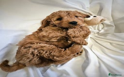 Cavapoo dogs for sale: Adorable F1B Cavapoo girl - teddy bear for sale  - Image 3