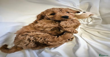 Cavapoo dogs - Advert 7