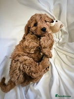 Cavapoo dogs - Advert 4