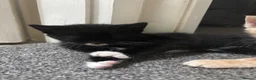 Mixed Breed cats for sale: ‼️READY NOW‼️ - Advert 4