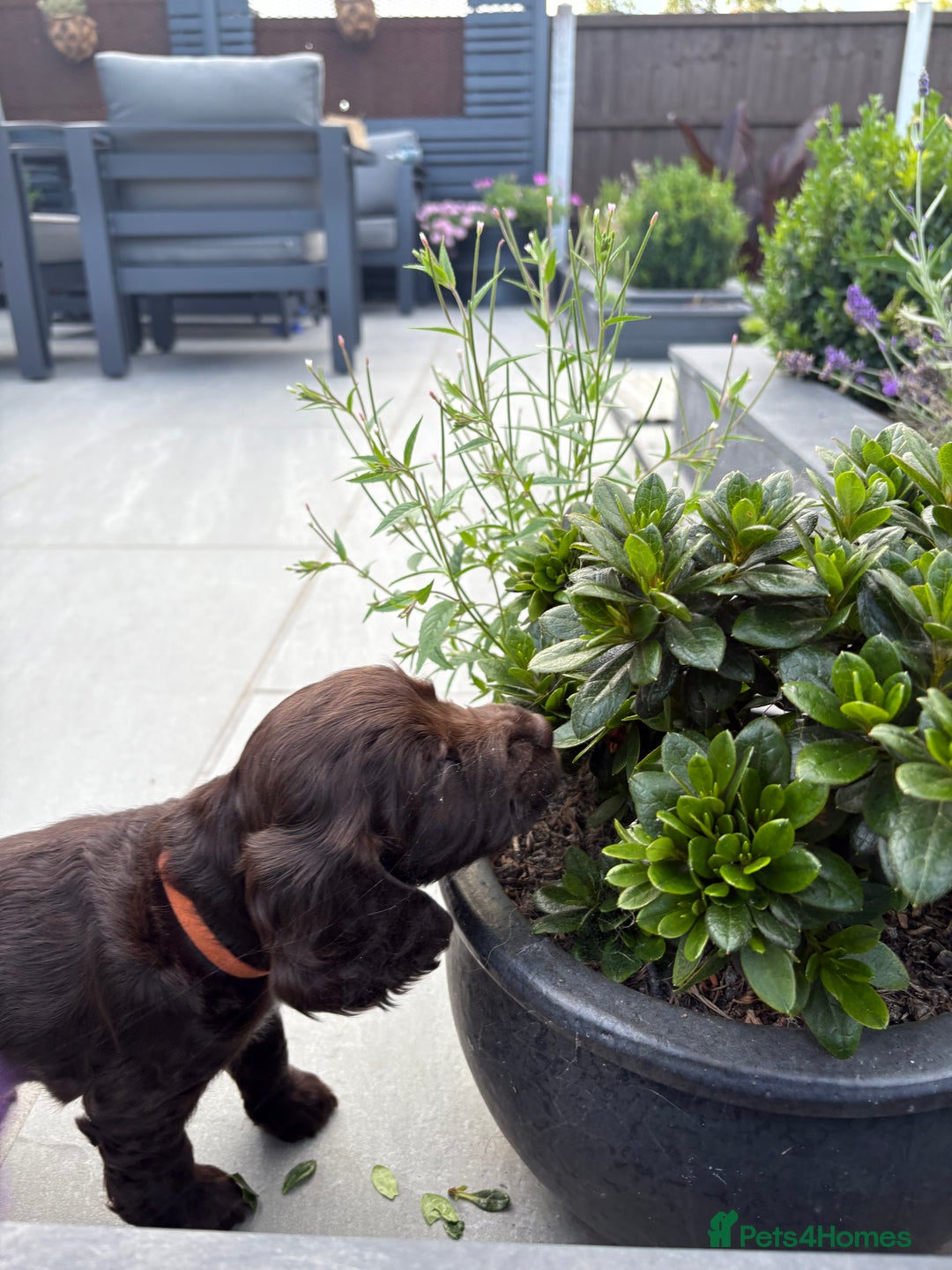 Cocker Spaniel dogs for sale: beautiful KC show cocker spaniel puppies  - Image 26