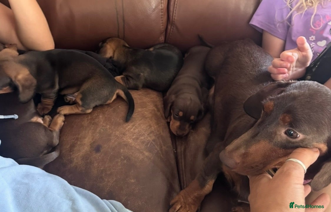 Miniature Dachshund dogs Gorgeous puppies available  - Advert 2