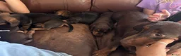 Miniature Dachshund dogs for sale: Gorgeous puppies available  - Advert 2
