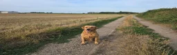 Labrador Retriever dogs for sale: KC registered 3year old fox red labrador in Deal - Advert 7
