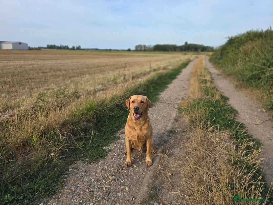 Labrador Retriever dogs for sale: KC registered 3year old fox red labrador in Deal - Advert 7