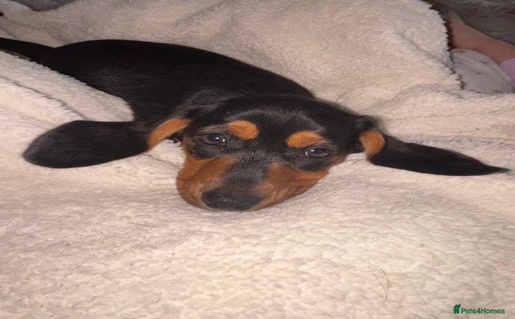 Miniature Dachshund dogs - Advert 12