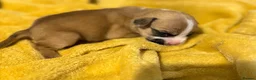 Mixed Breed dogs for sale: Gorgeous Frenchel  puppies (Frenchie x cavalier) in Bedworth - Advert 6