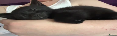 Mixed Breed Kitten 2
