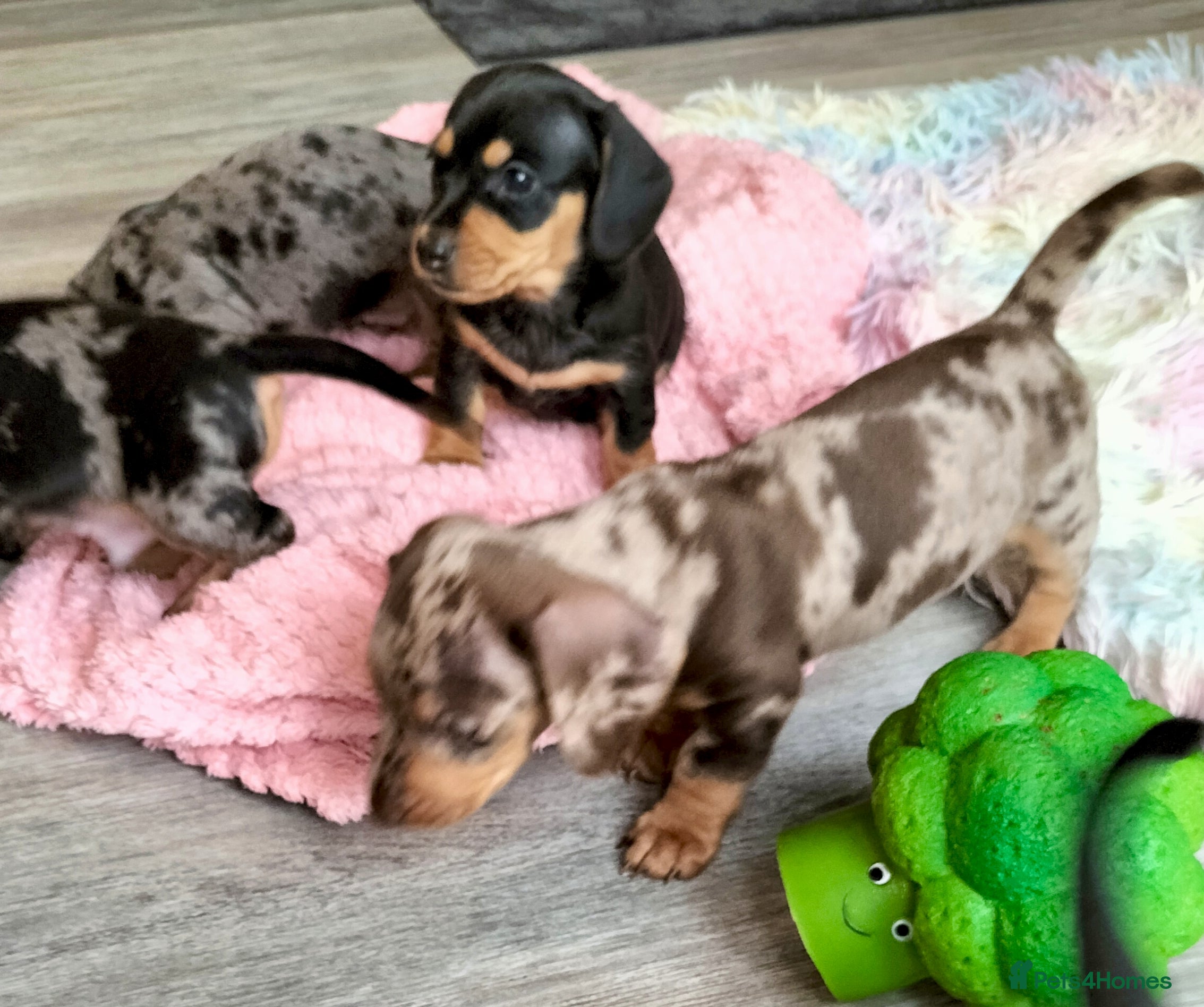 Miniature Dachshund dogs Beautiful miniature dachshunds 😊 - Advert 9