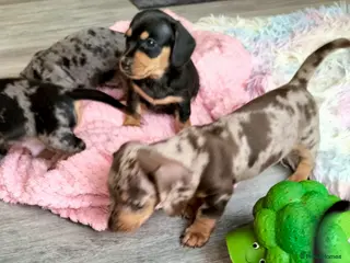 Miniature Dachshund dogs Beautiful miniature dachshunds 😊 - Advert 18