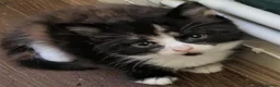British Shorthair cats for sale: 7 beautiful kittens.  - Advert 6