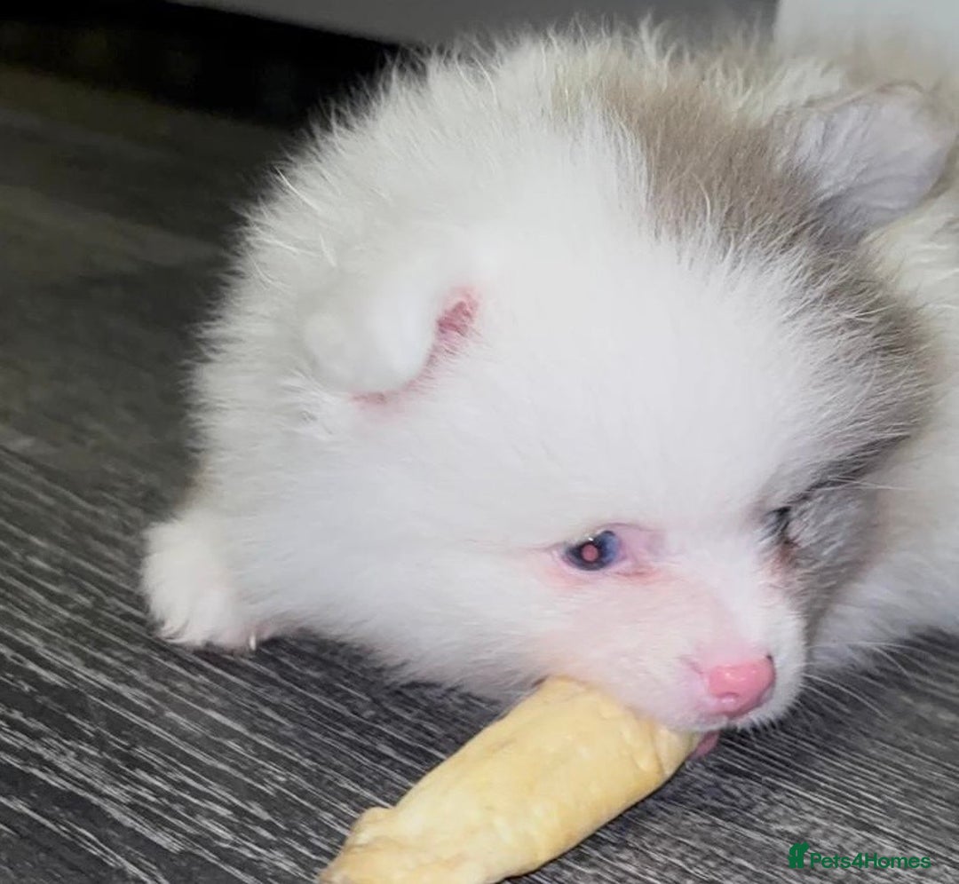 Pomeranian dogs for sale: ✨🐶Small Teddy Bear🧸 SKY🩵BLUE EYE 👀POMS🐶✨ - Advert 35