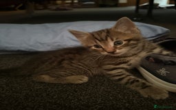 Mixed Breed cats for sale: Beautiful kittens - Image 9