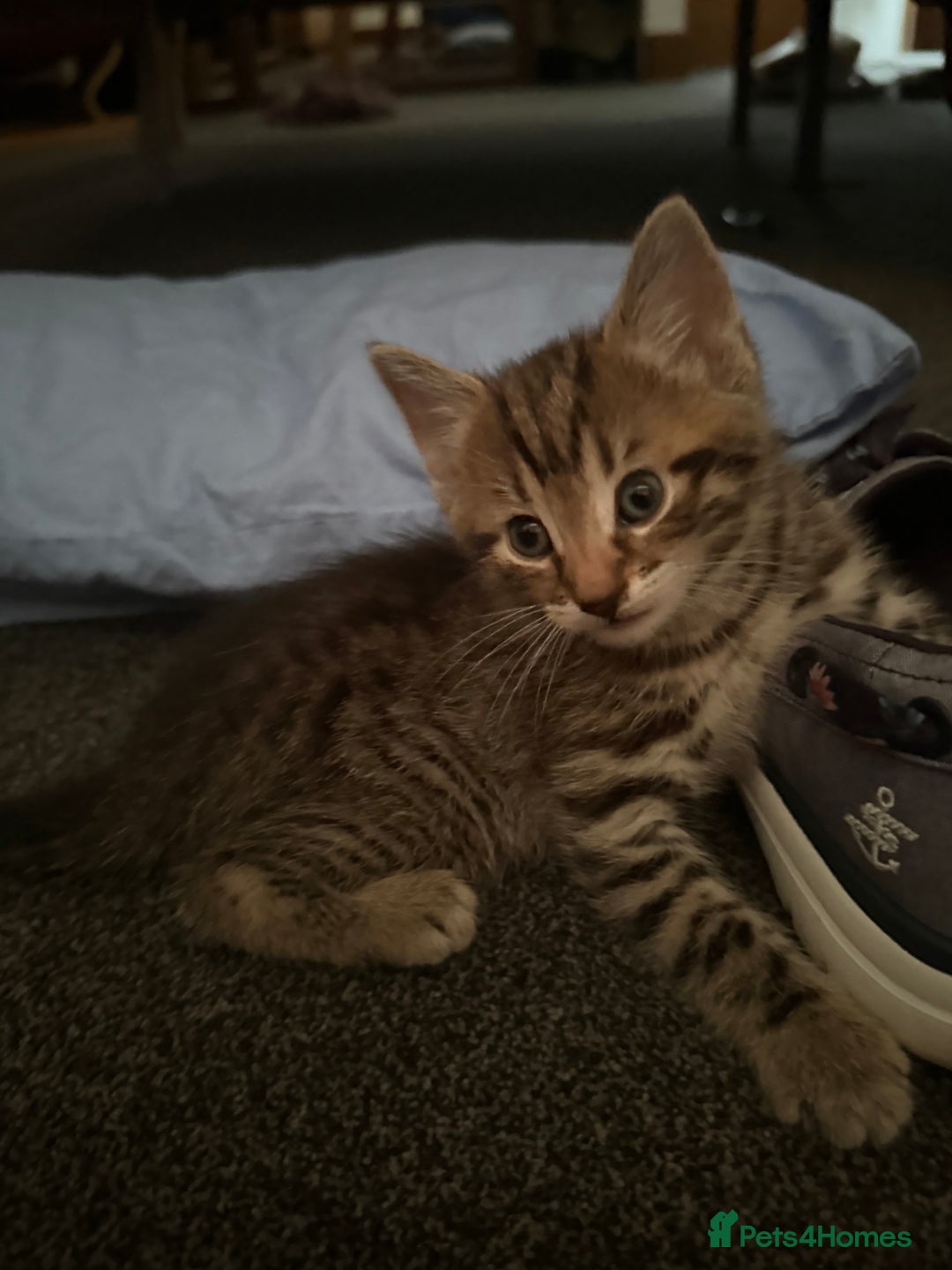 Mixed Breed cats for sale: Beautiful kittens - Image 9