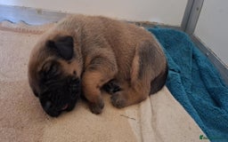Mastiff dogs for sale: KC English Mastiff puppies - Image 7