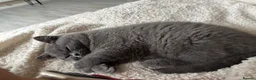 British Shorthair cats for sale: A beautiful shorthair blue  - Advert 7