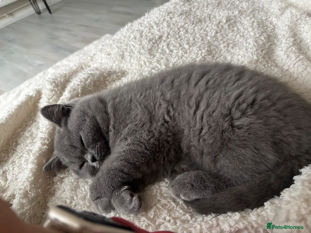 British Shorthair cats for sale: A beautiful shorthair blue  - Advert 7