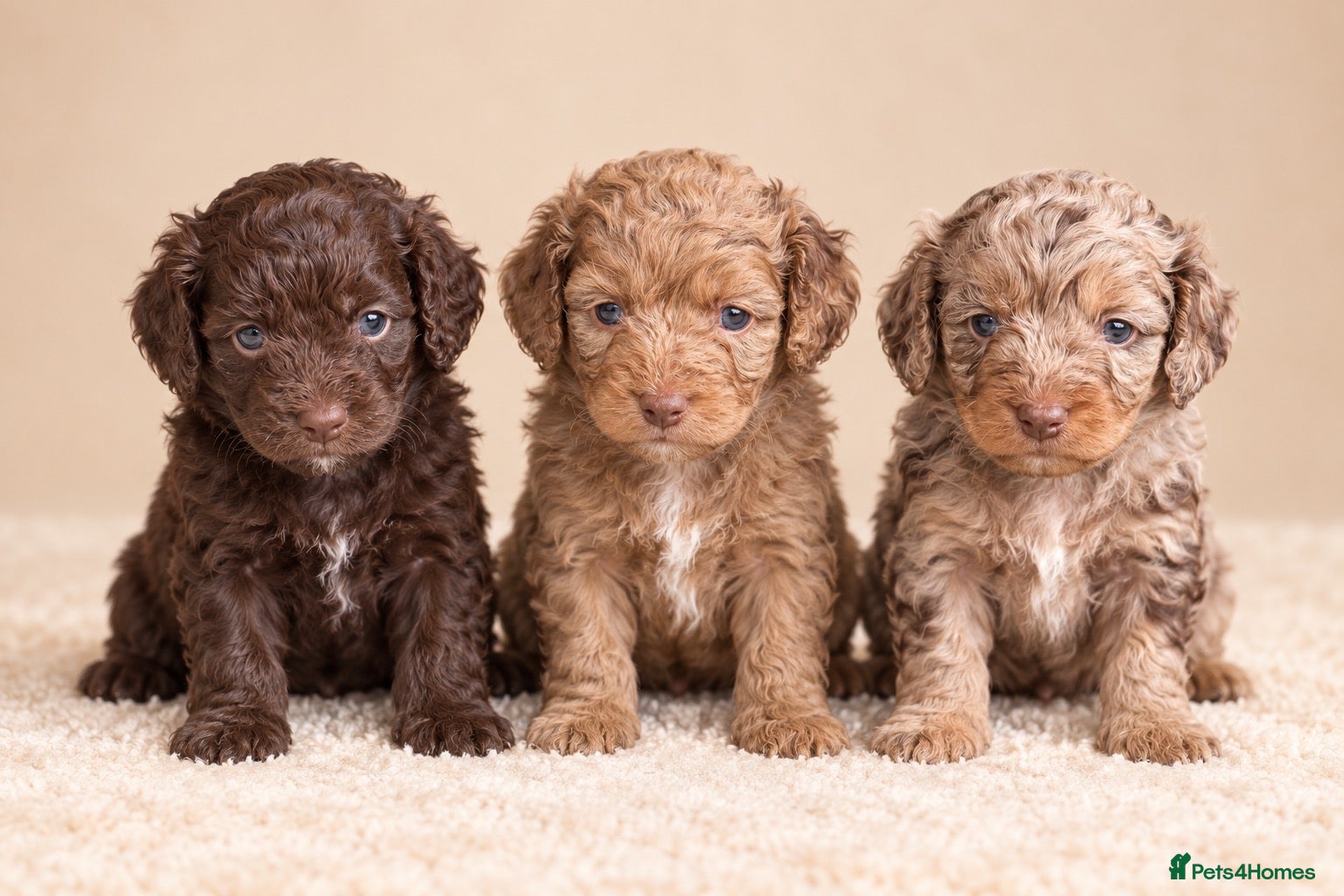 Cavapoo dogs F1 rare chocolate/choc Merle Cavapoo pups - Advert 5