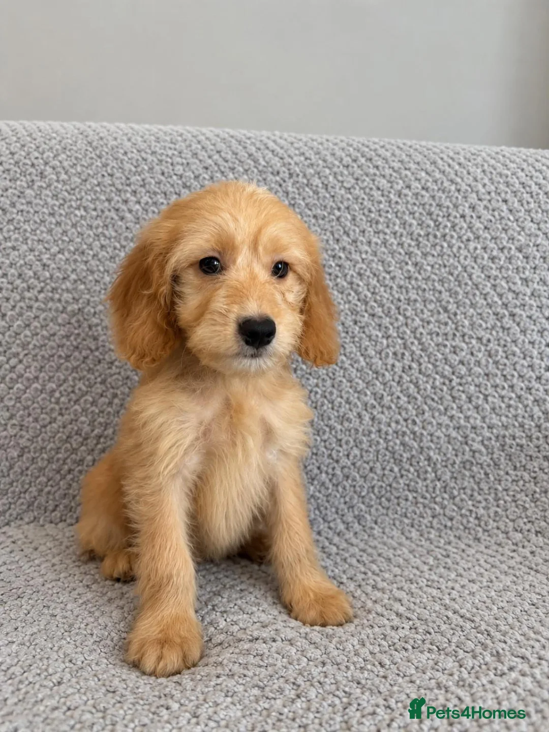 Cockapoo dogs for sale: Cockapoo Puppies Ready Now  - Advert 2