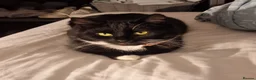 Mixed Breed cats for sale: 3 beautiful male kittens in Nottingham - Advert 6