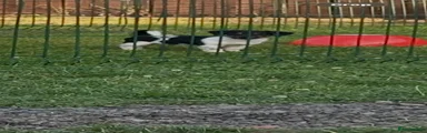 Jack Russell 1
