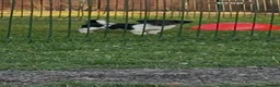 Jack Russell dogs for sale: Miniature Jack Russell terrier - Advert 5
