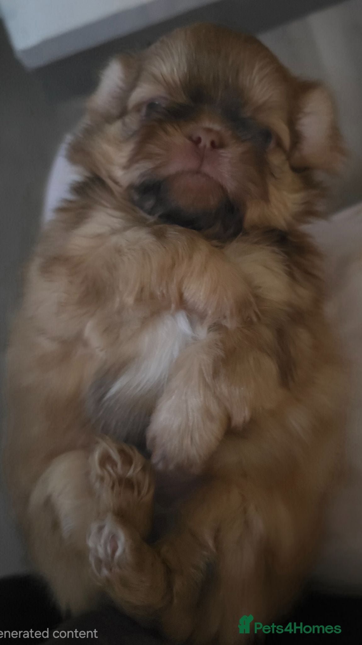 Shih Tzu dogs Imperial Chocolate Shih Tzu puppies - Advert 1