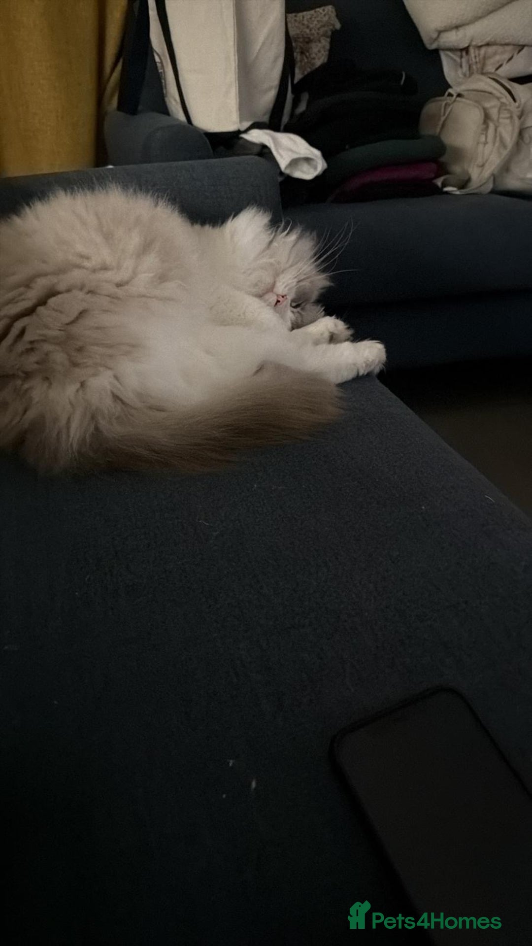 Ragdoll cats for sale: Beautiful ragdoll for Rehome  - Advert 2