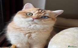 British Shorthair cats for sale: GCCF reg BSH Chocolate and Black Golden Kittens in London - Image 7