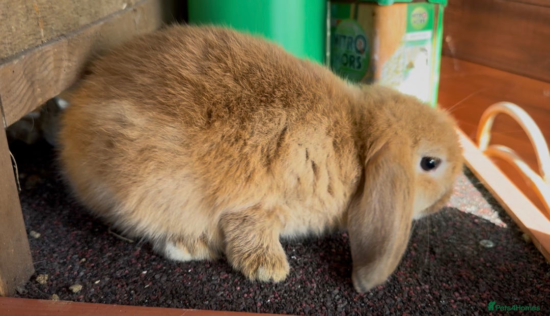 Mini Lop rabbits for sale: Mini lop male 10 weeks old  - Image 2