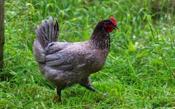 Chickens poultry for sale: Pol Hens For Sale - Image 4