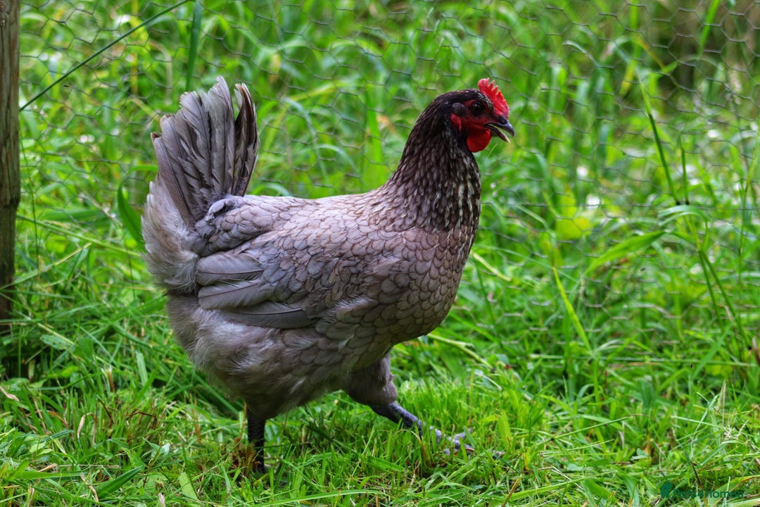 Chickens poultry for sale: Pol Hens For Sale - Image 4