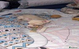 Chihuahua dogs for sale: Beautiful girl grey and black Chihuahua puppy - Image 4