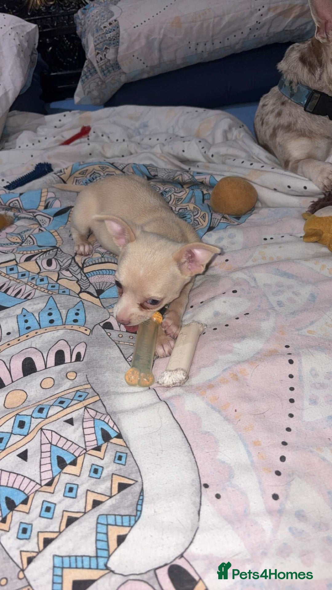 Chihuahua dogs for sale: Beautiful girl grey and black Chihuahua puppy - Image 4