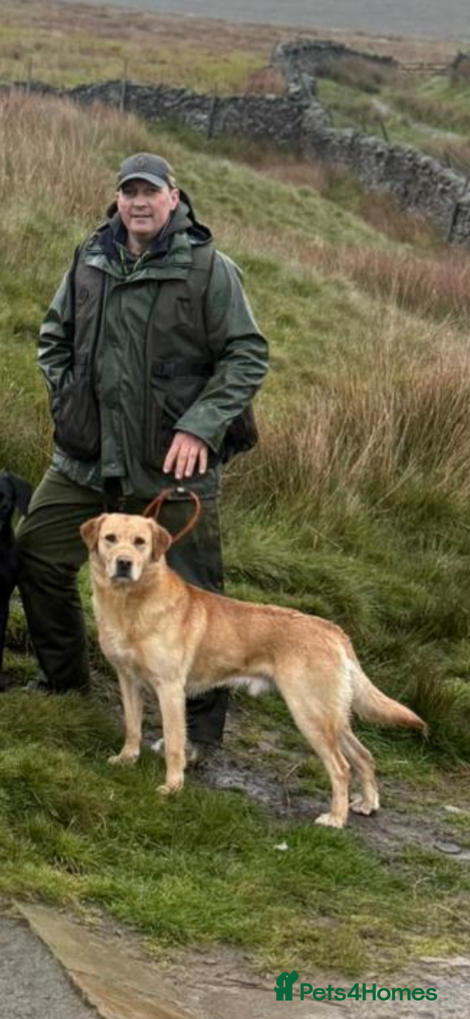 Labrador Retriever dogs for sale: Exceptional red fox Labrador  in Washington - Advert 3