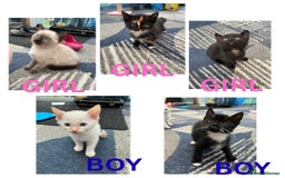 Mixed Breed cats for sale: 5 kittens for sale - Image 1