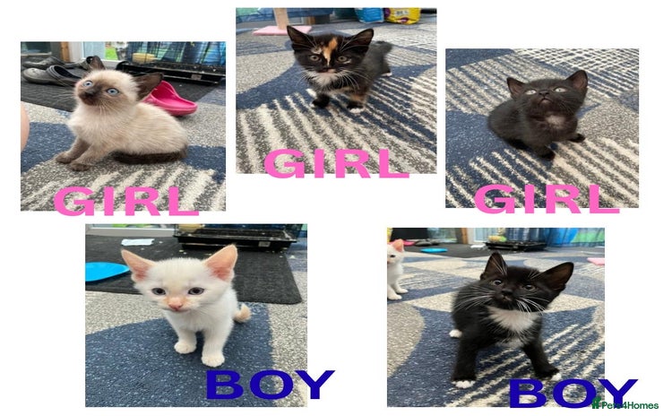 Mixed Breed cats - Advert 11