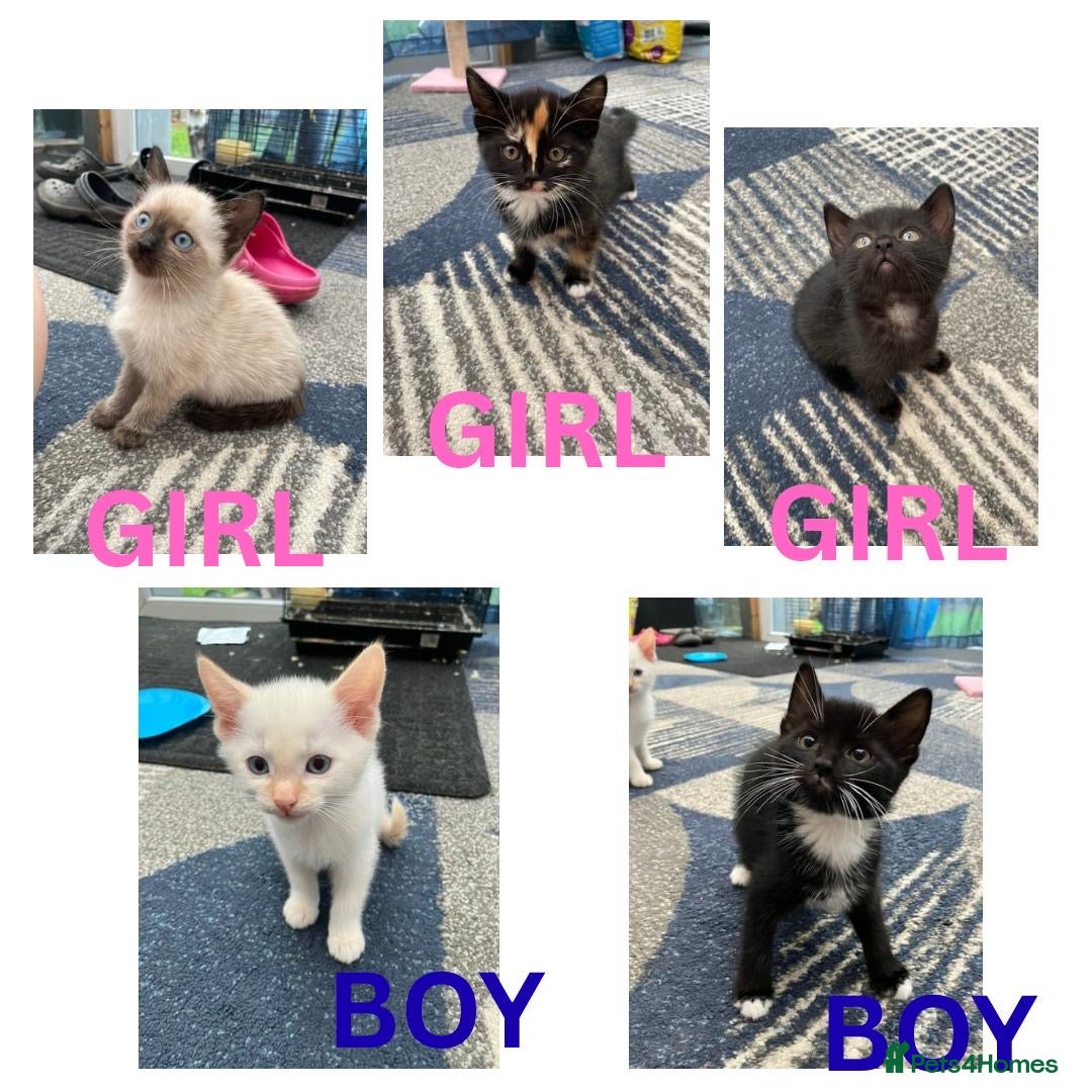 Mixed Breed cats for sale: 5 kittens for sale - Image 1
