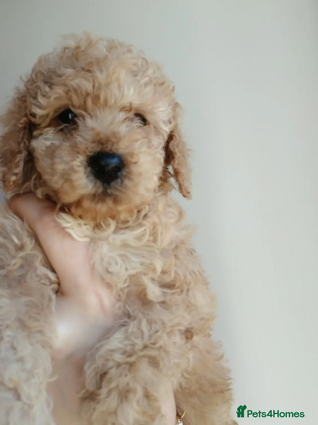 Toy Poodle dogs for sale: Toy poodle puppys - Advert 2