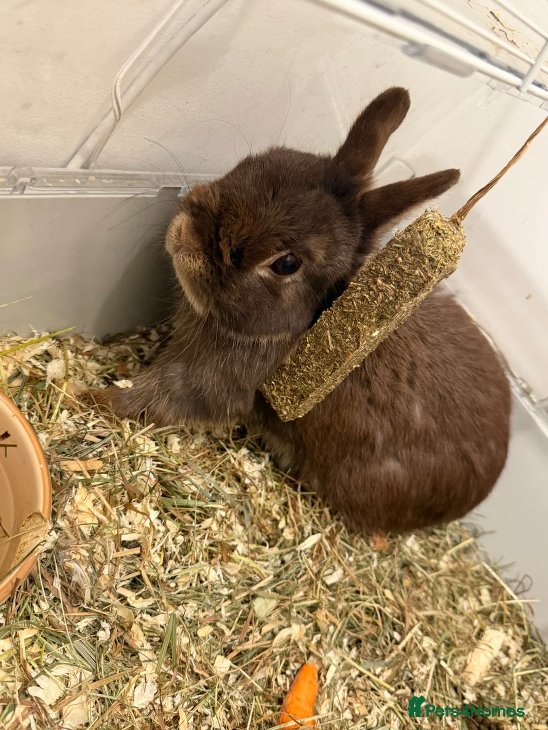 Netherland Dwarf rabbits for sale: Netherland dwarf in King's Lynn - Advert 2